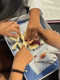 Anatomically Acurate Dissection Models (Piglet and Frog) product image (10)