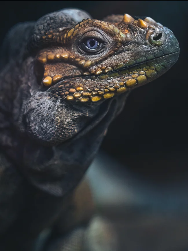 Reptile Photos