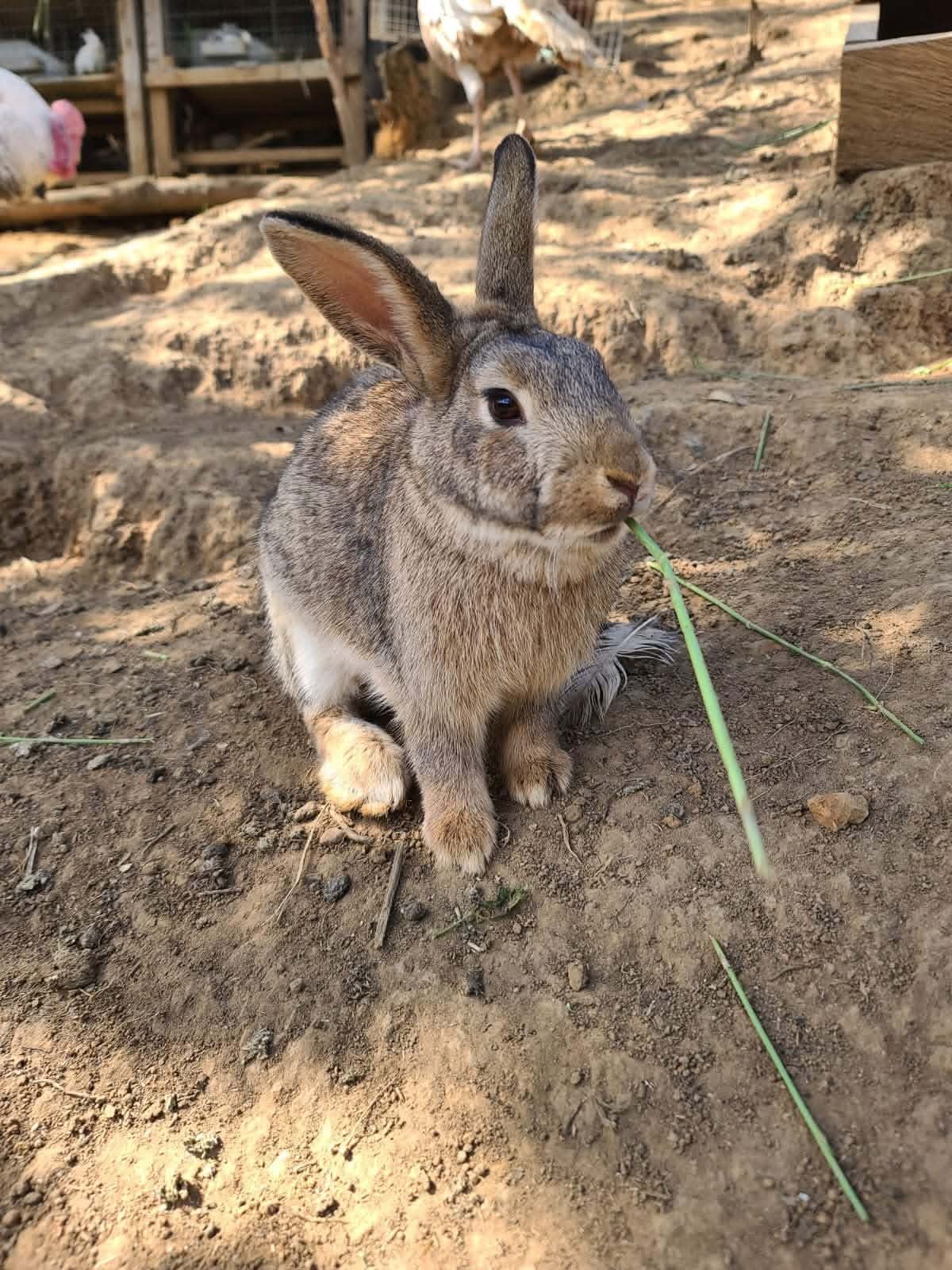 PAQUETE 2- SANTUARIO DE LAS LUCIÉRNAGAS + EX HACIENDA DE CHAUTLA + RANCHO SAN MARTÍN 🌿🐰 product image (10)