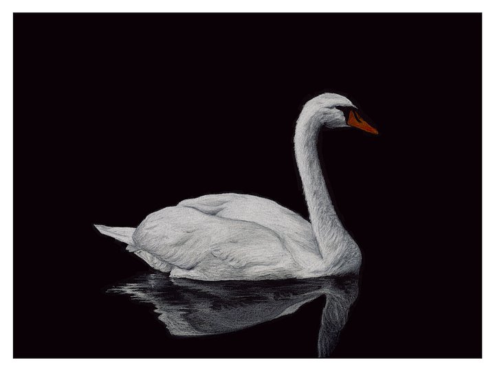 Mute Swan - giclée print product image (1)