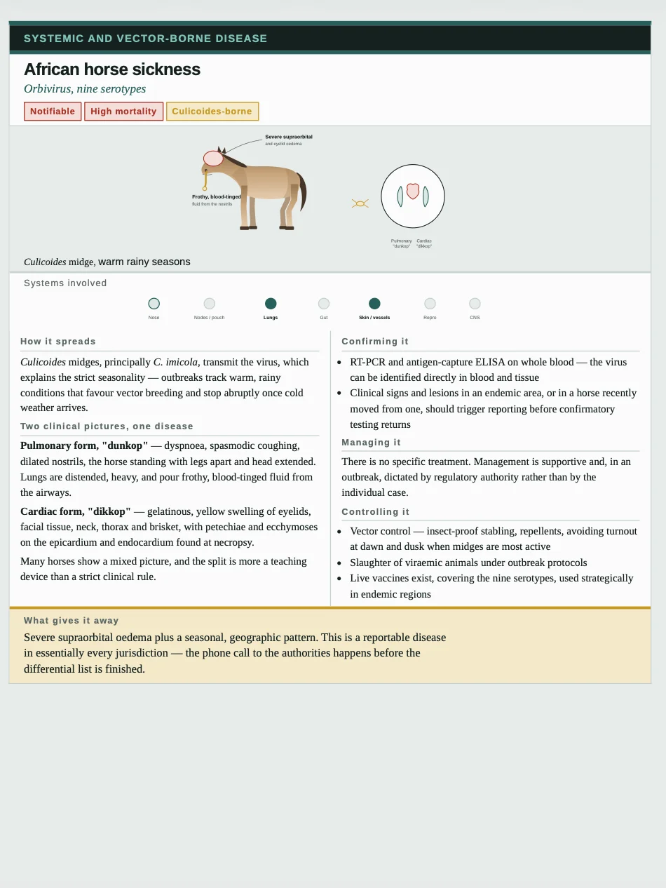 Equine Diseases Clinical Notes (PDF Download) product image (3)