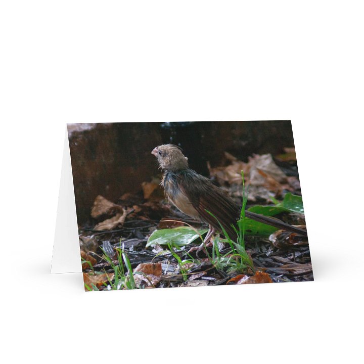 Rainy Day Bird Greeting Card product image (1)