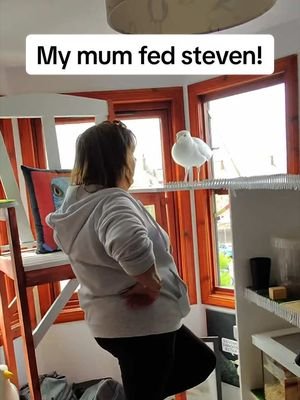 After 6 years it was finally time for steven to meet my mum ❤️ #fyp #foryou #seagull #birds #feedingsteven