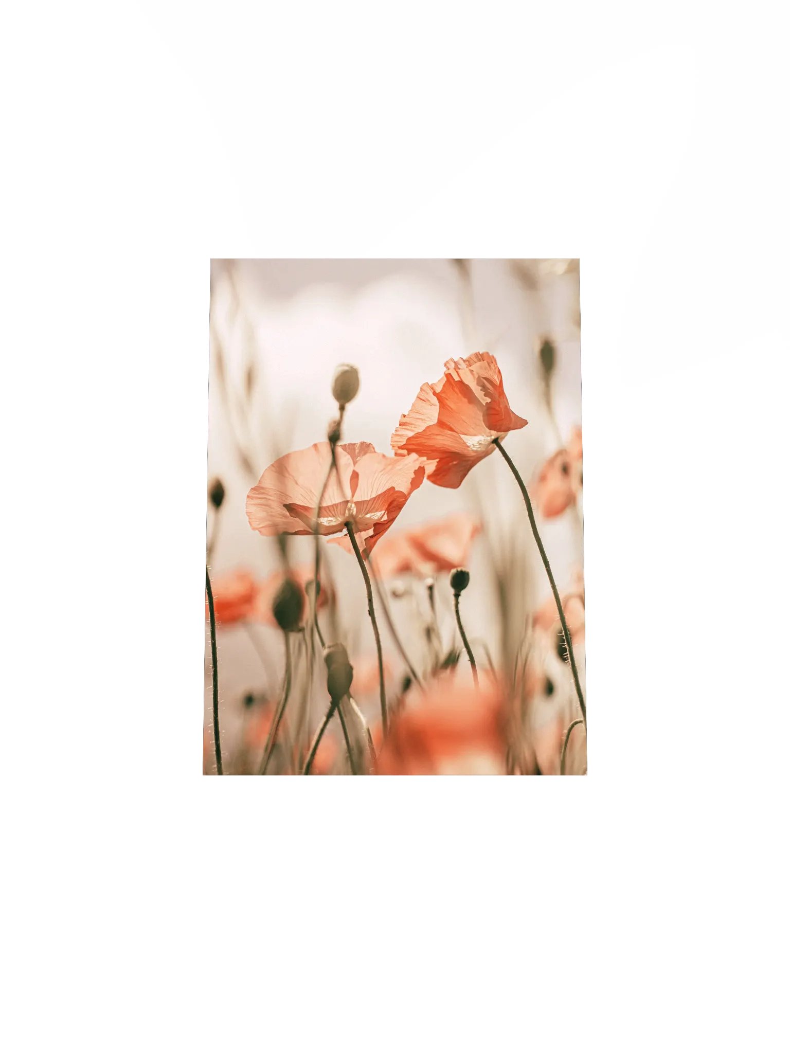 Translucent Poppy Whispers Poster product image (49)