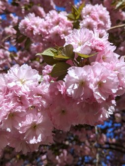 Cherry Blossom Digital Wallpaper Set product image (3)