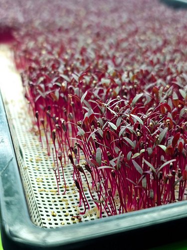 12 days ago we started a new microgreen experiment to test Red Garnet Amaranth, Bi-color Amaranth, and Celosia on our silicon...