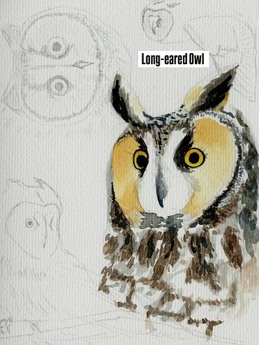 Just finished @ipaintbirbs little Illustrating Owls course from @cornellbirds. I cannot express the joy of having a chance to...