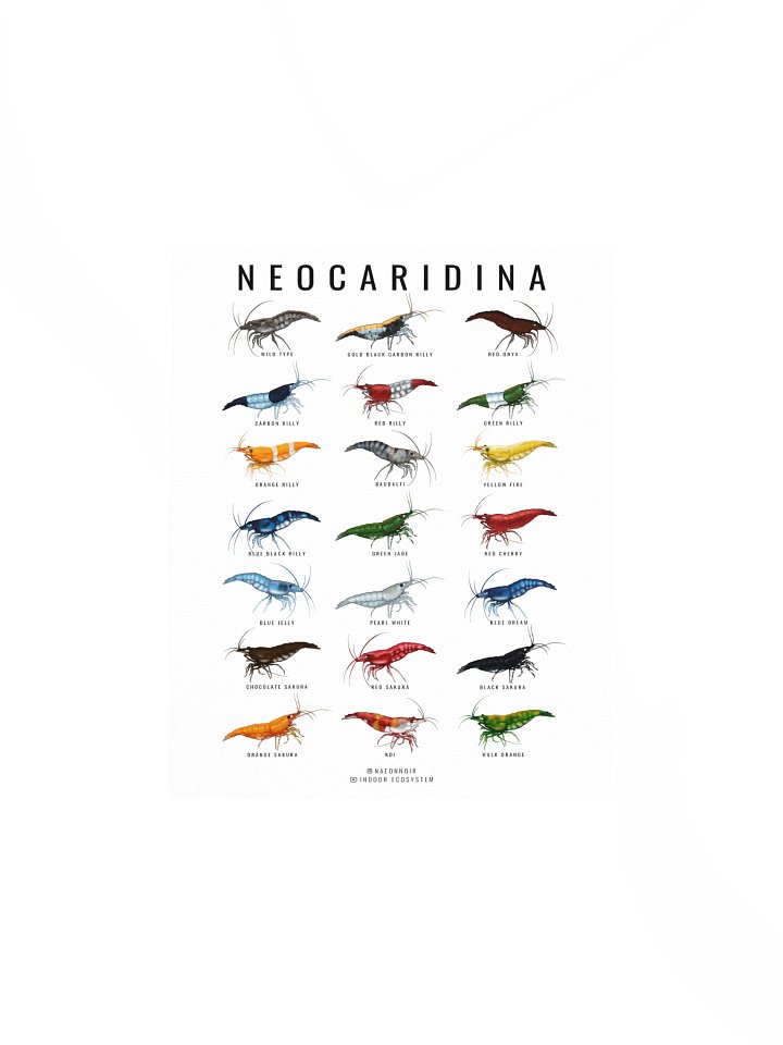 NEOCARIDINA SHRIMP POSTER (WHITE) product image (1)