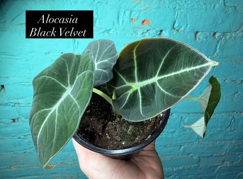 Alocasia Black Velvet

Black Velvet stays on the smaller side for an Alocasia, but look at the foliage you get on this plant....