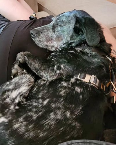 For all his problems (we really need to figure out how to get him to start earning his keep to cover his medical bills), he r...