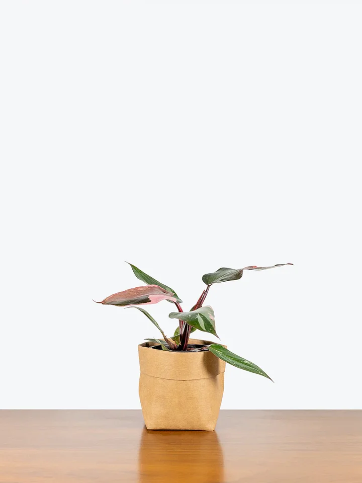 Philodendron Pink Princess product image (1)