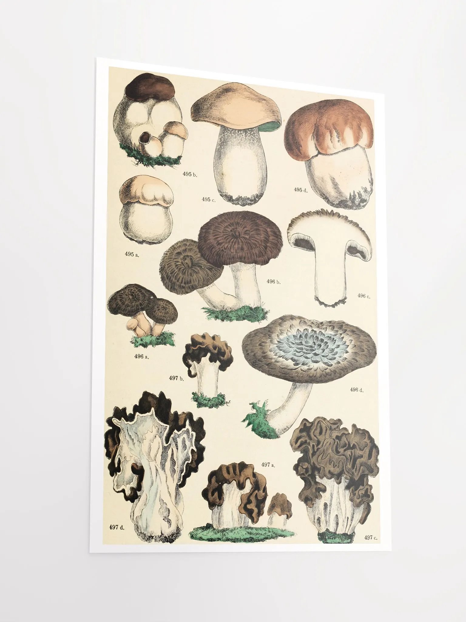 Botanical Mushroom Study Poster product image (2)