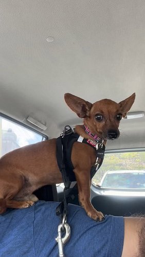 Chiquitin loves being up high. 

#chicathedoberman #chihuahua