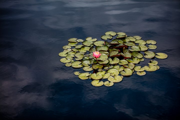 Desk Mat - Lily Pads 12x22 product image (1)