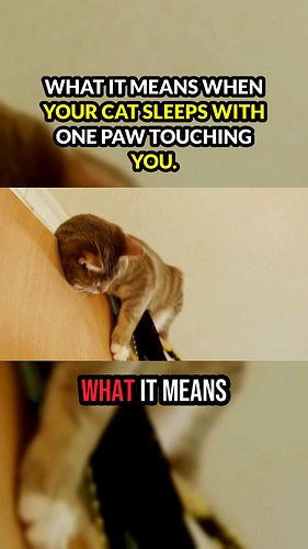 What it means when your cat sleeps with one paw touching you 😻 #cats #catmother #catlovers