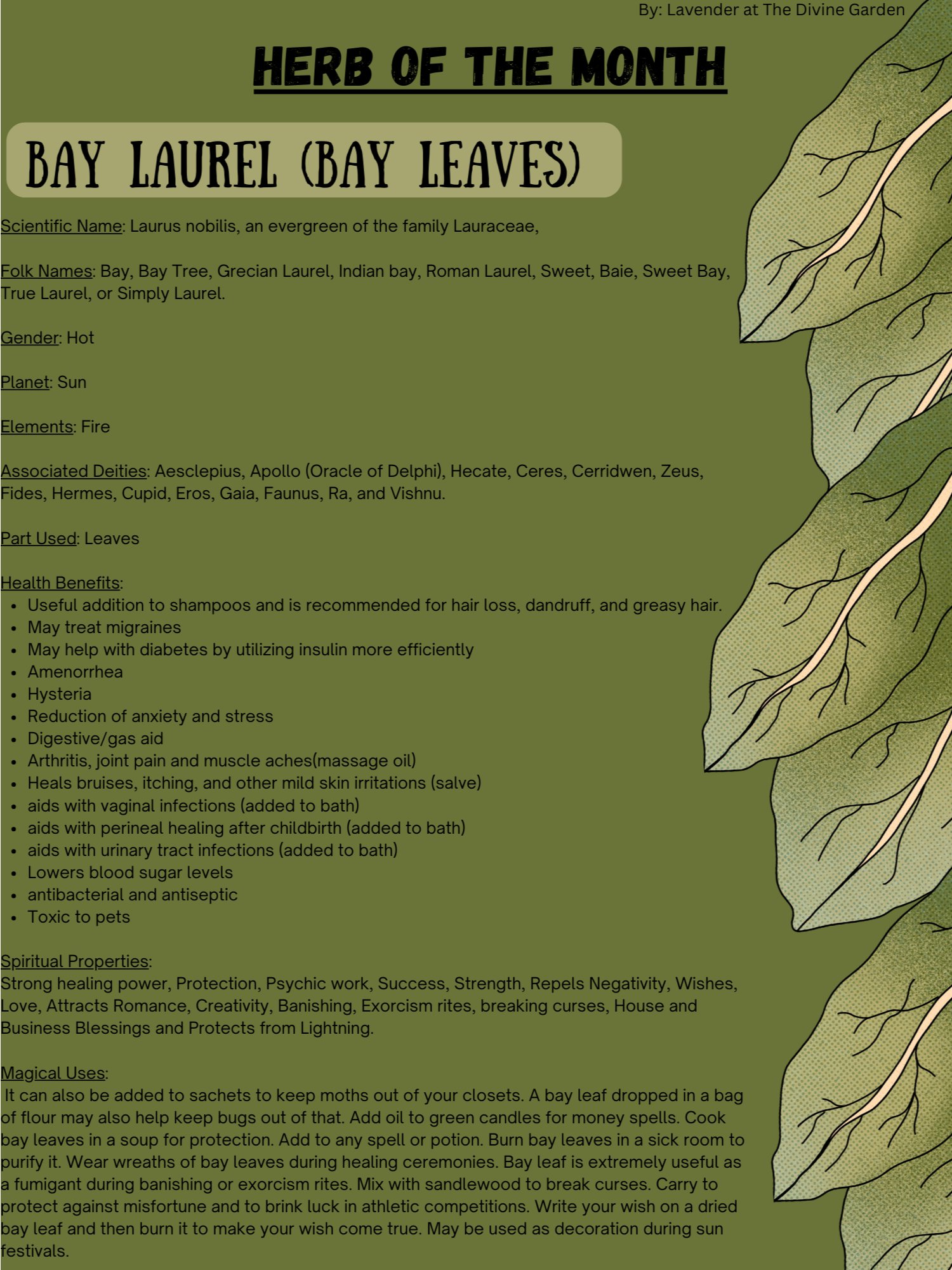 Bay Leaf product image (1)