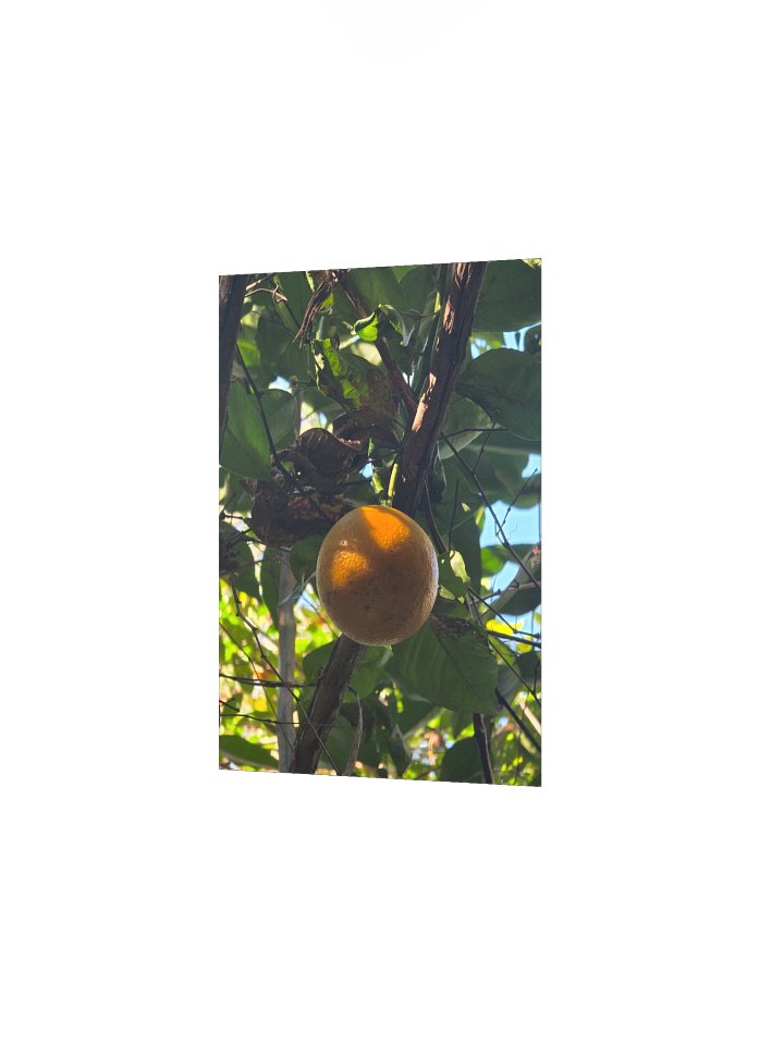 Sunlight on a Sweet Orange product image (16)