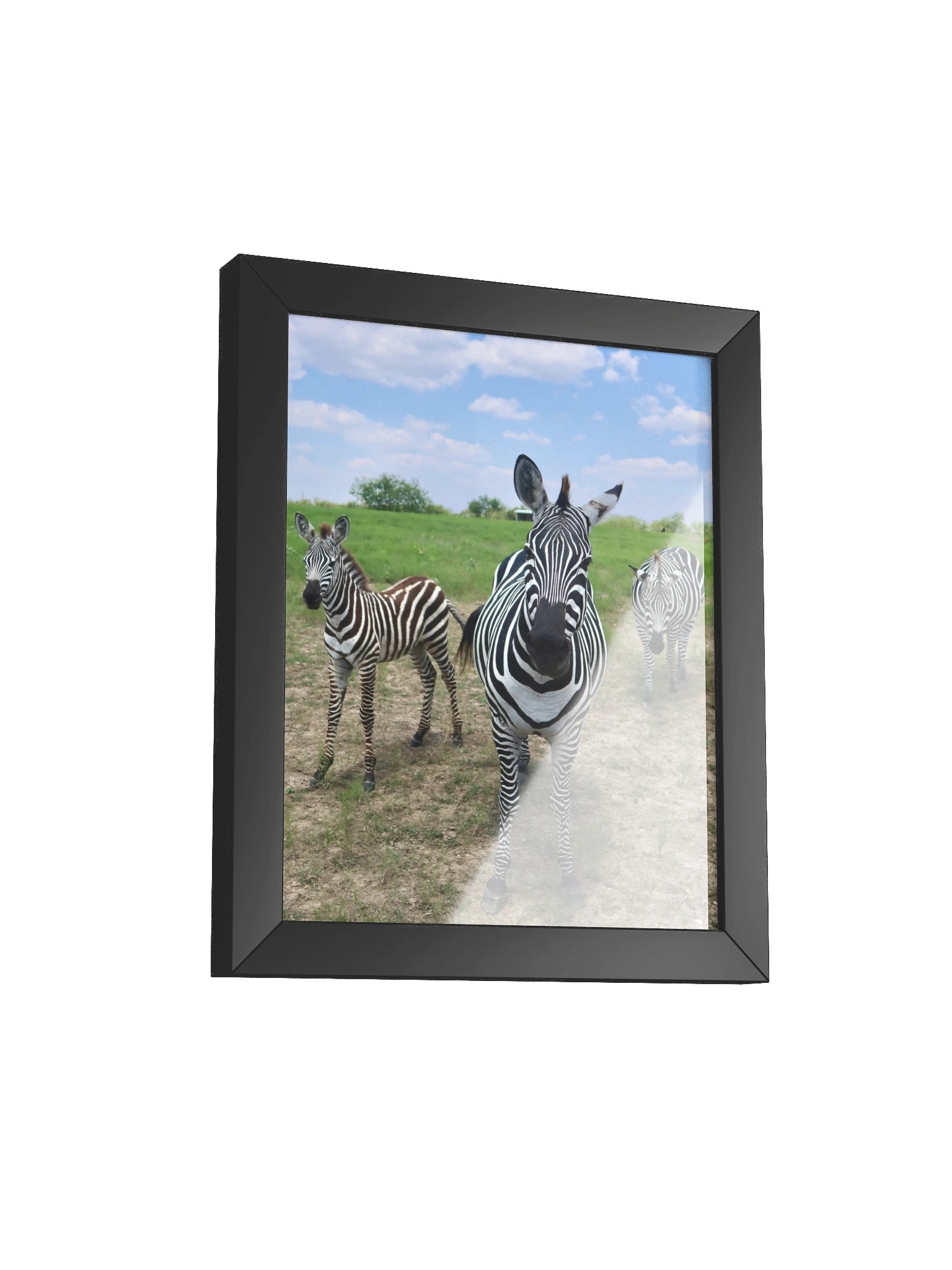 Zebras product image (31)