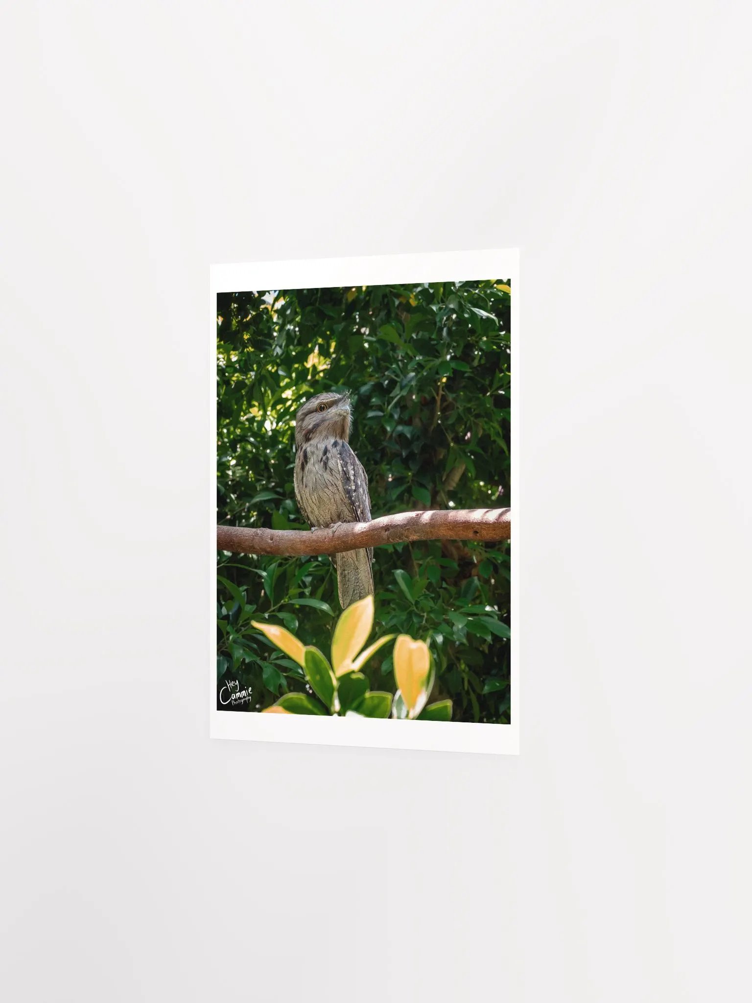 Frogmouth - Print product image (2)