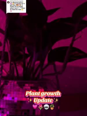 Replying to @🌸MochiBaby 💖 Kawaii Kokonut 🌼 I'm still obsessed with my plant 💕🪴🪩 🌸 my little #plant has been doing so good🪴🪩🥹💖🌷#discoball  #plants #plantsoftiktok 🌞🌷💕#6monthsold 💖😂