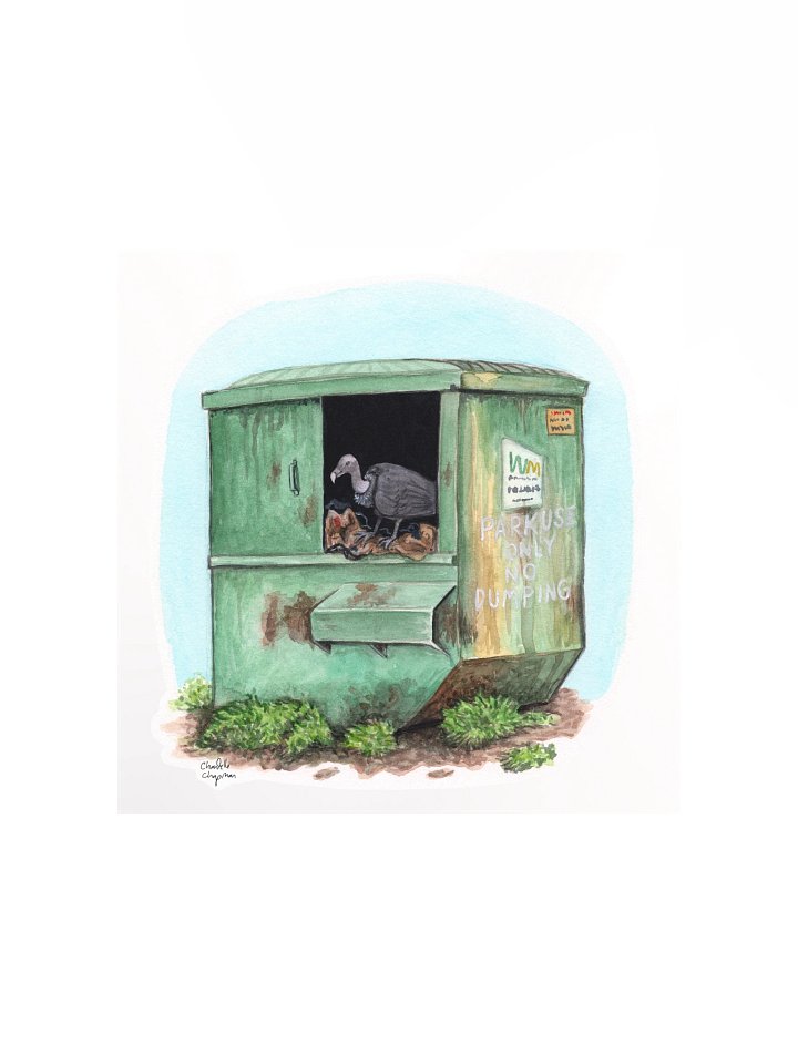 Dumpster Diving (Black Vulture) - Art Print product image (2)