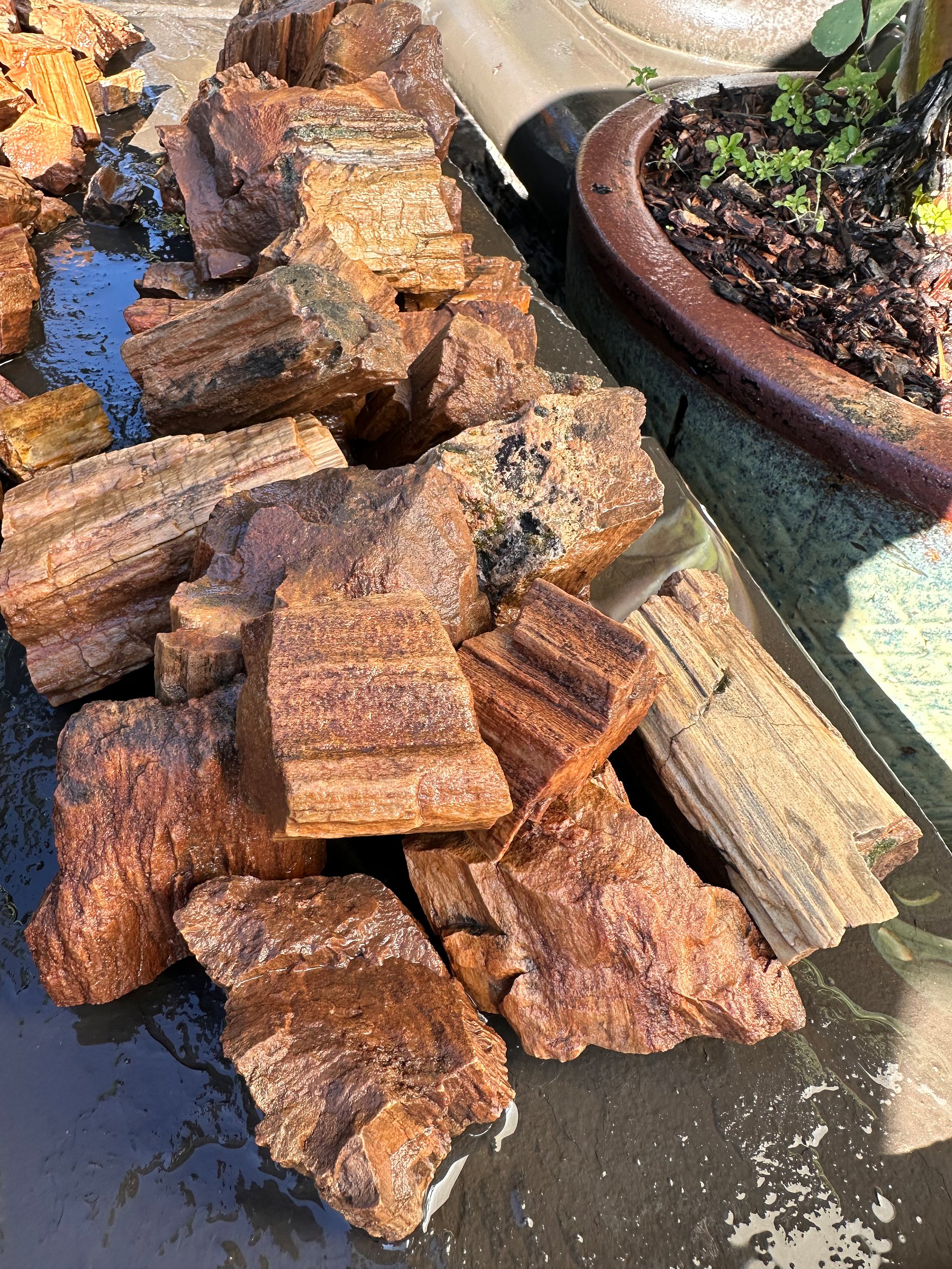Premium Hand-Sourced Petrified Wood Rough product image (2)