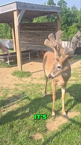 Bo enjoys a back scratch while Mike tries to count his points. #deerfarm #farmer #farmlife #deer #whitetailbuck