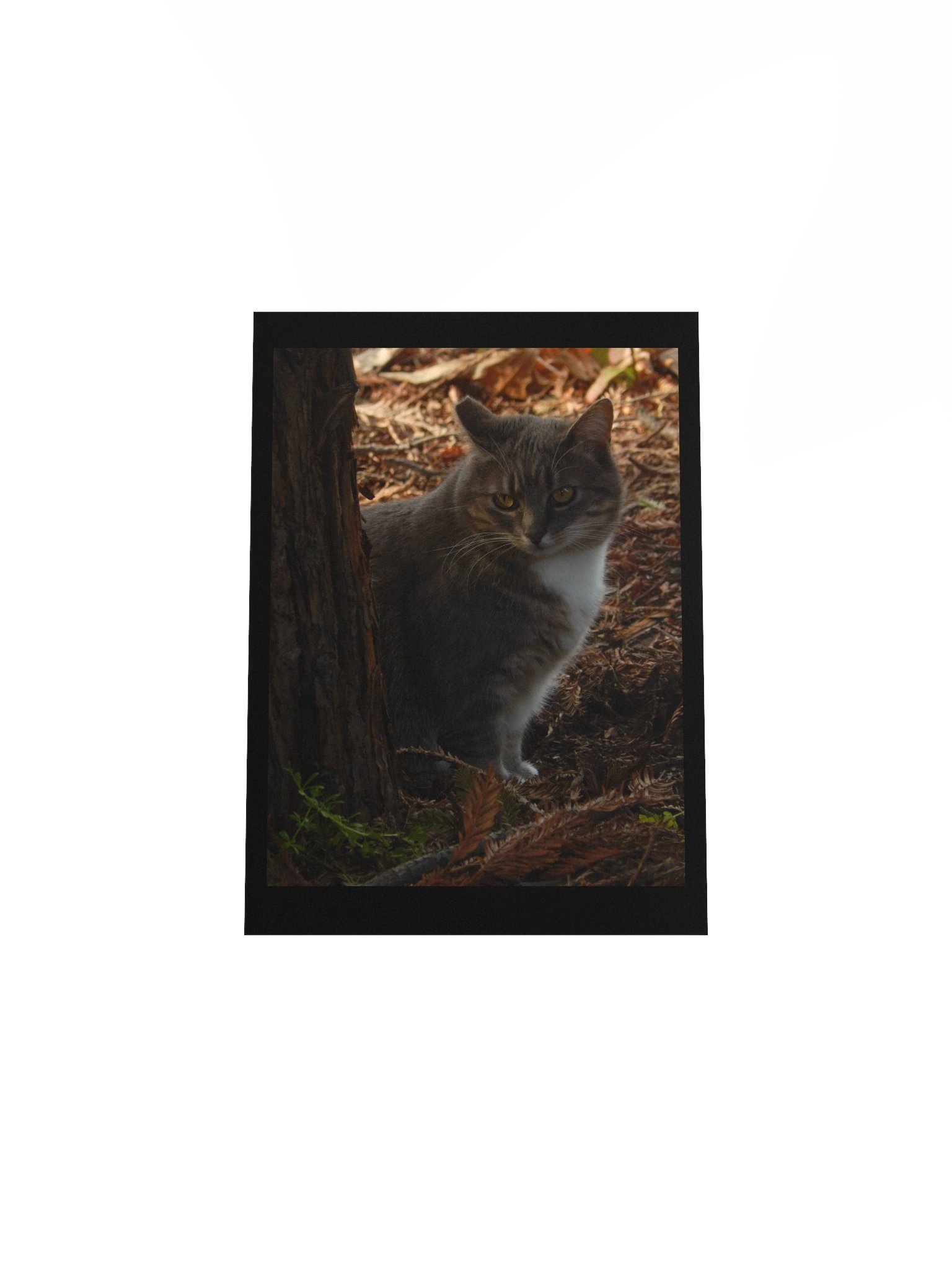 Forest Kitty product image (8)