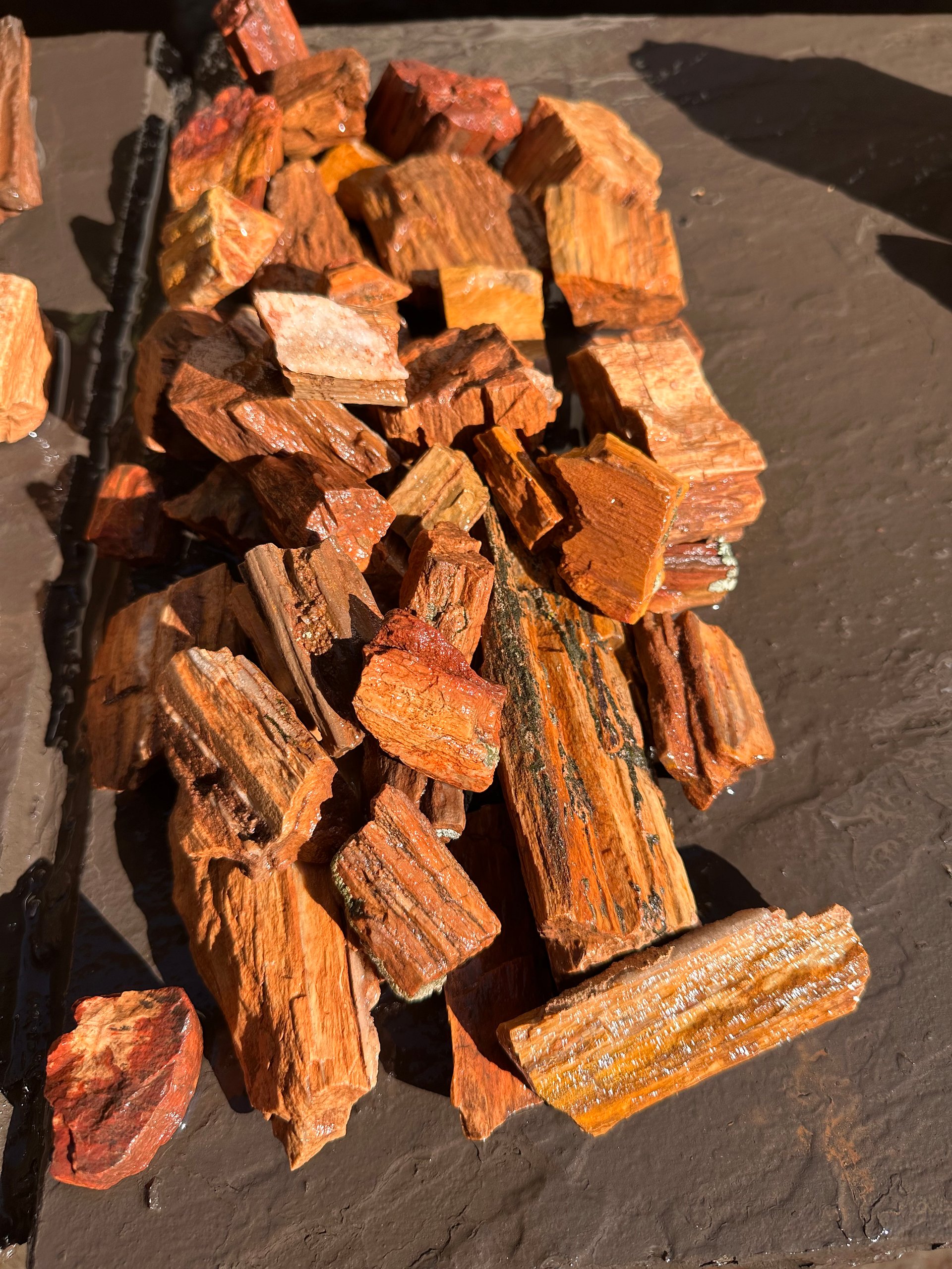 Premium Hand-Sourced Petrified Wood Rough product image (4)