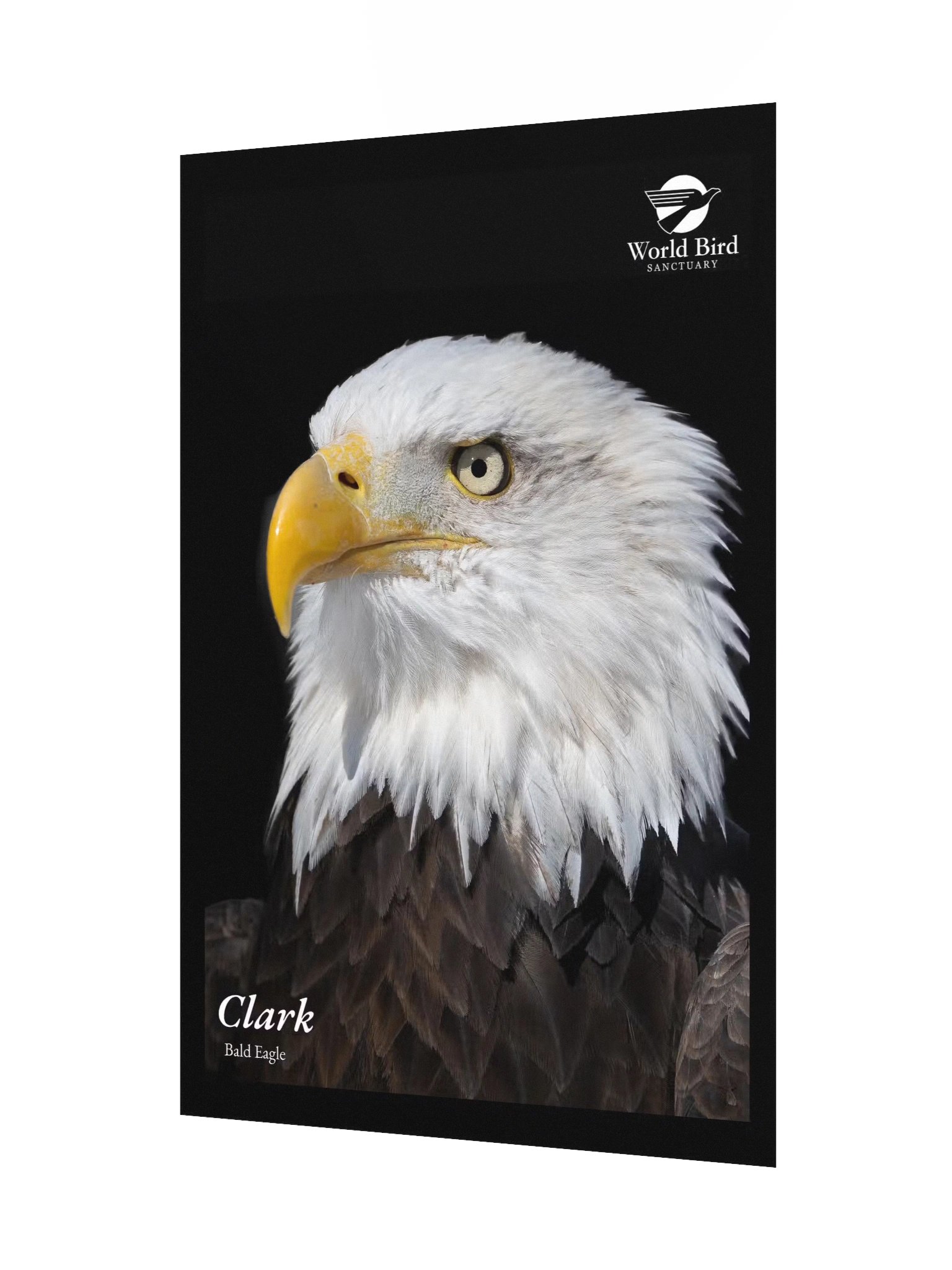Clark - Bald Eagle Poster product image (3)