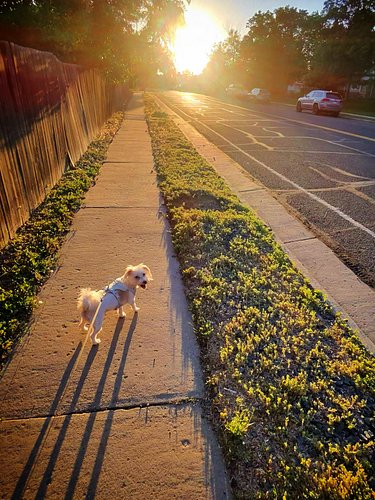 Nothing beats an evening walk with this little dude. ☀️🐶

The weather was perfect, the sunset put on a show, and Miles made s...