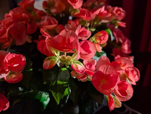 Begonias