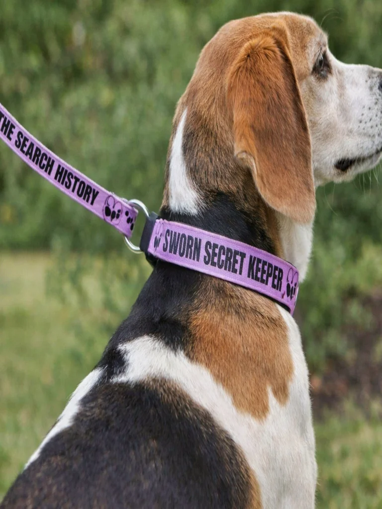 Sworn Secret Keeper Dog Collar & Leash Set product image (6)