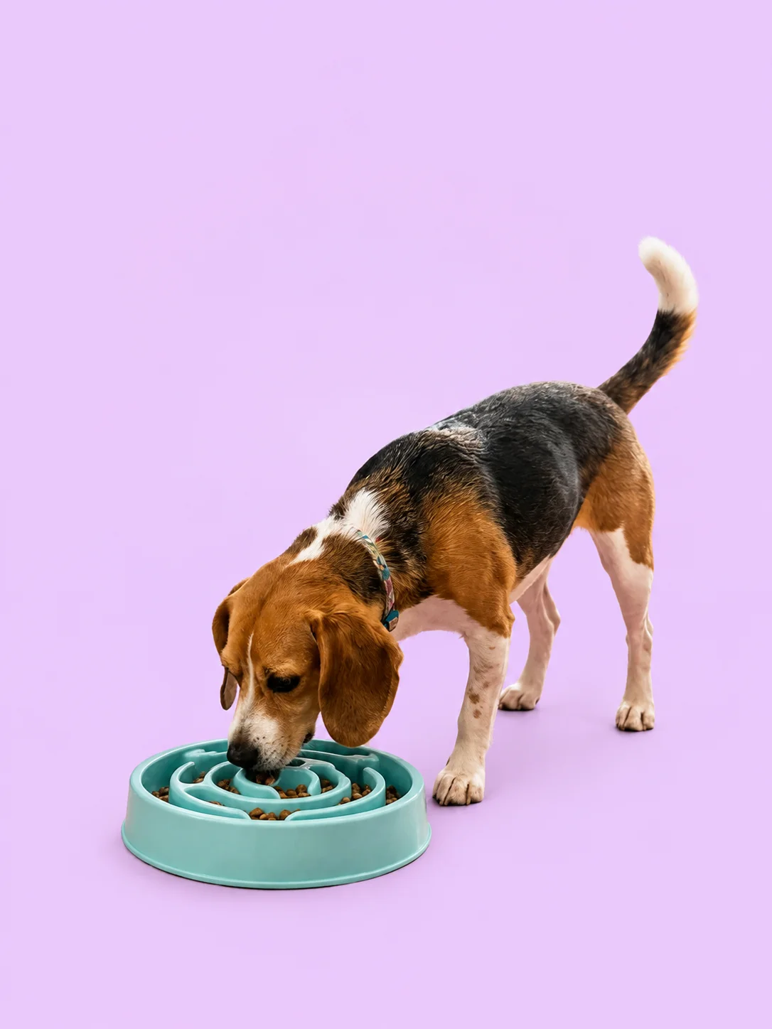 Slow Feeder Bowls (for dogs and cats) product image (4)