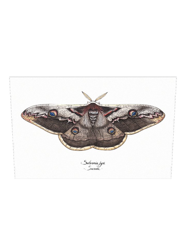 Saturnia Pyri • Print product image (2)