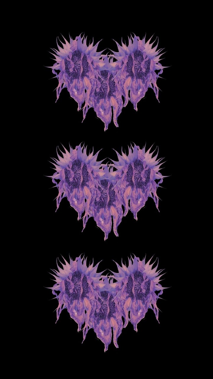 Sunflower Heart phone wallpaper product image (1)