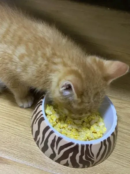 All-in-One Automatic Pet Food Maker product image (7)