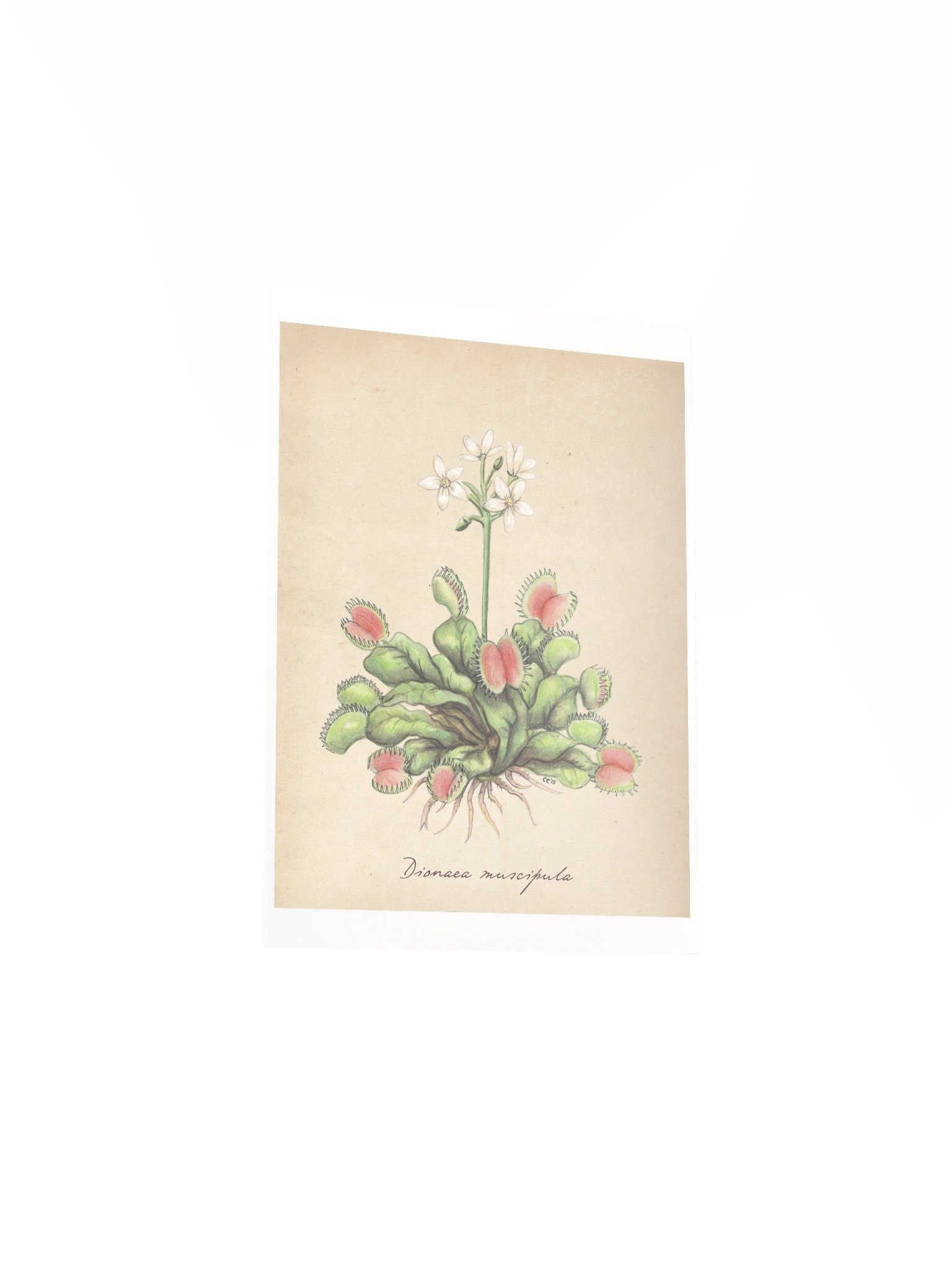 Venus Flytrap - Art Print product image (3)