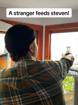 Will Steven trust a stranger??? Yes he will, as long as I am there to supervise the situation ❤️ #fyp #foryou #seagull #feedingsteven #birds
