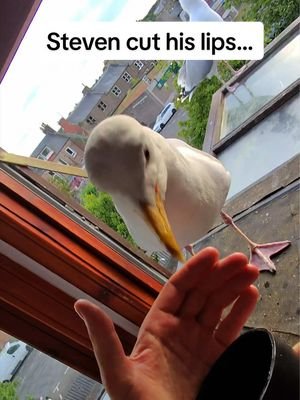 Steven cut his little lips 😢 #fyp #foryou #seagull #feedingsteven #birds