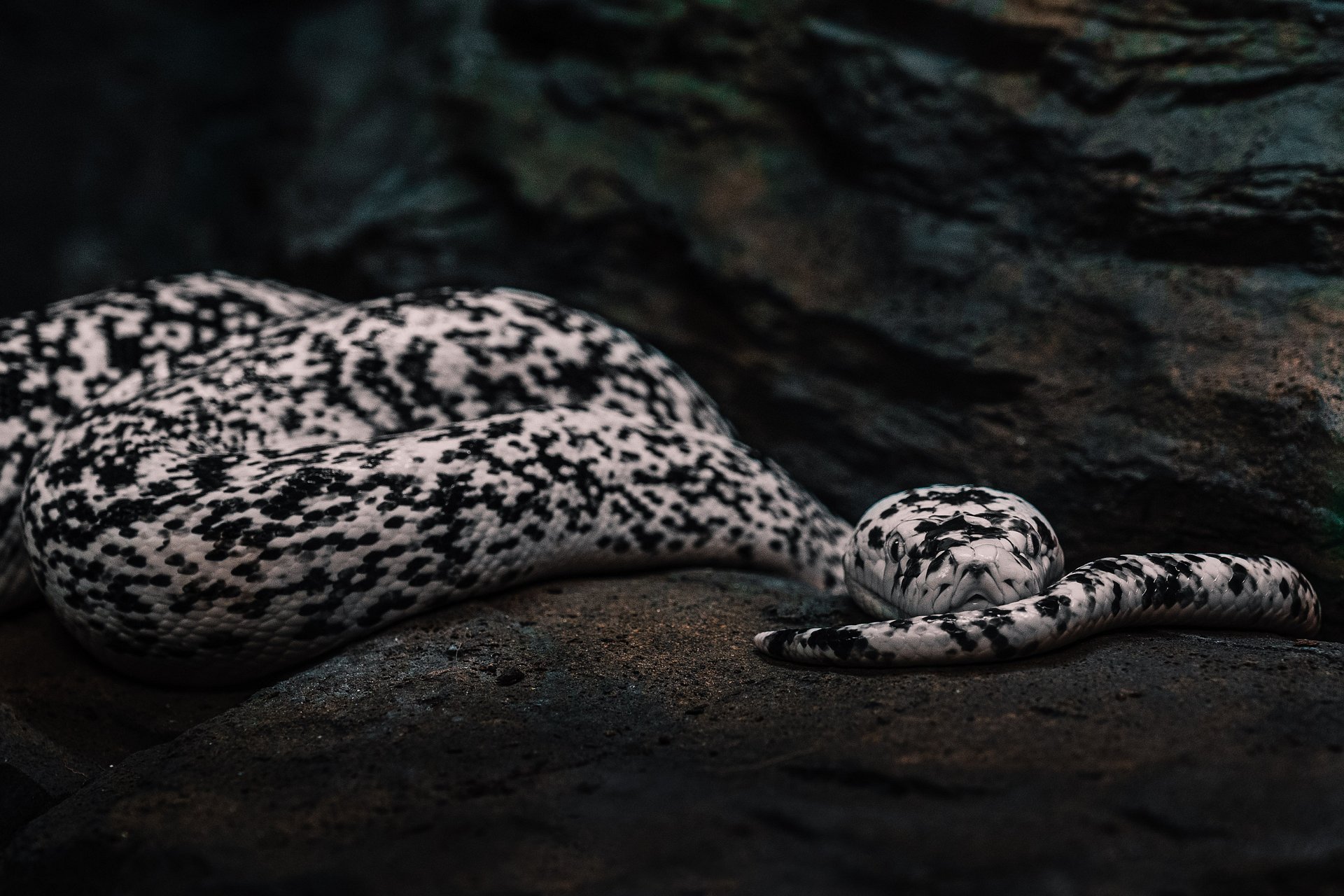 Cow Retic #6 product image (1)