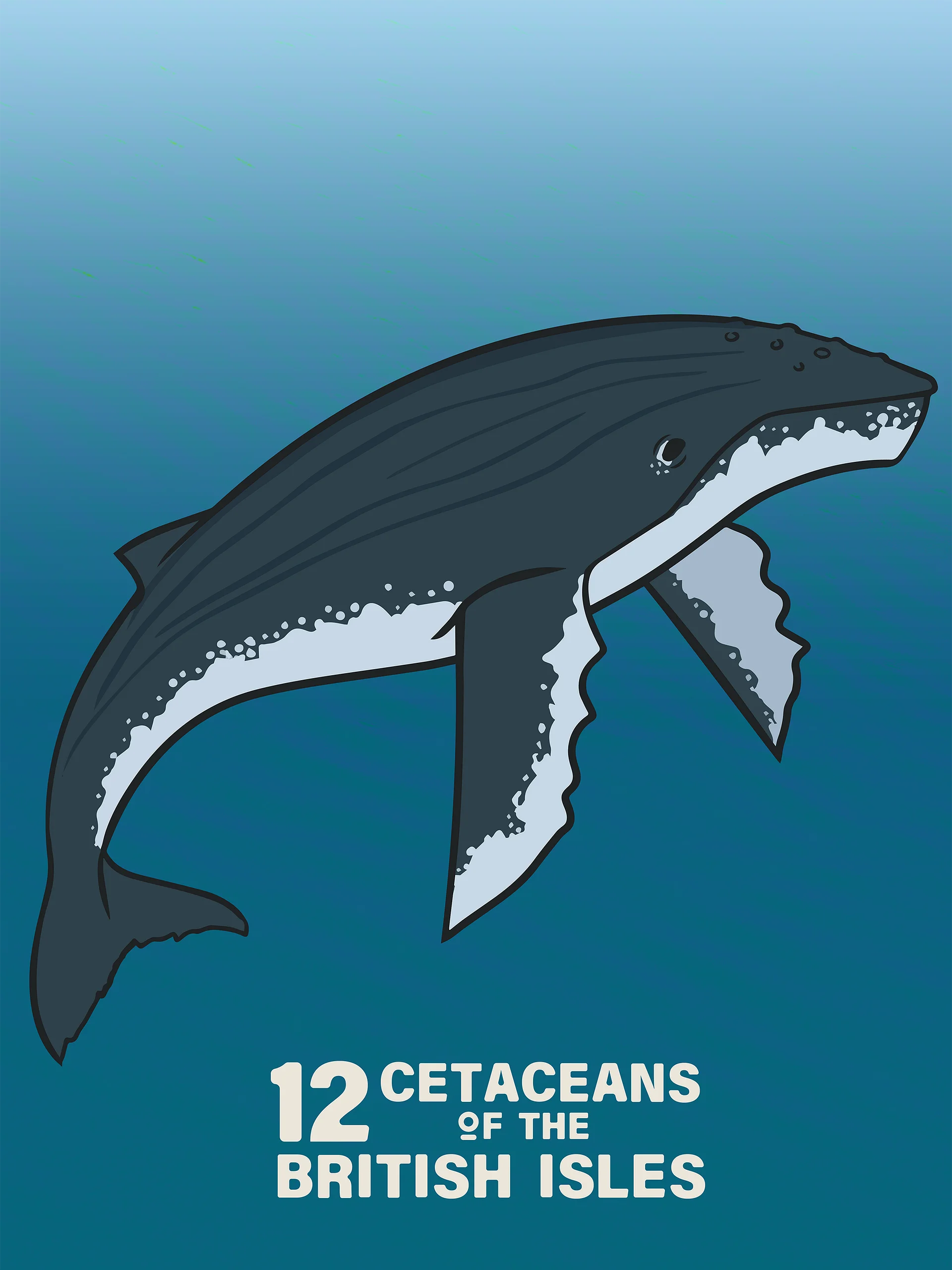 12 Cetaceans of the British Isles product image (5)