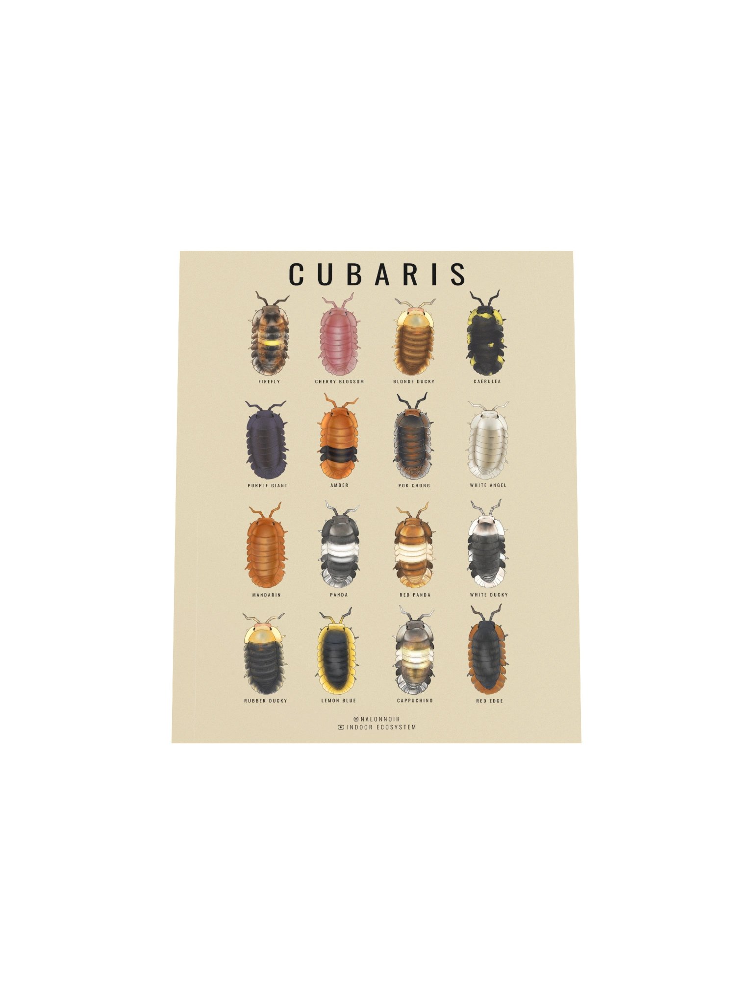 CUBARIS ISOPODS POSTER (CREAM) product image (4)