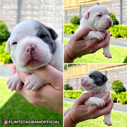 Stella’s eyes have opened! We’re going to visit her for the first time very soon, yay! 💕 #dogsofinstagram #pets #staffy #fami...