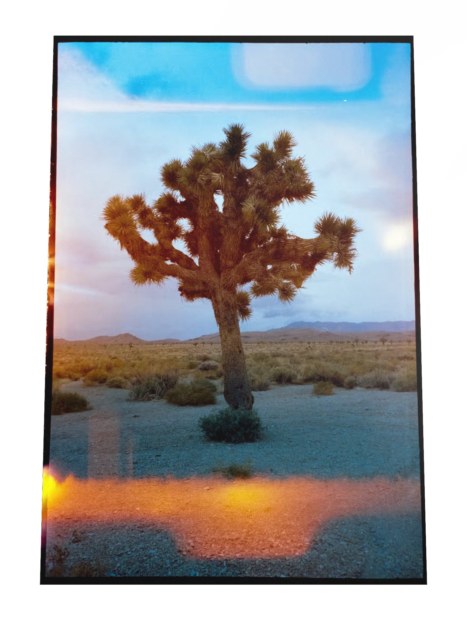 Joshua Tree Print product image (4)