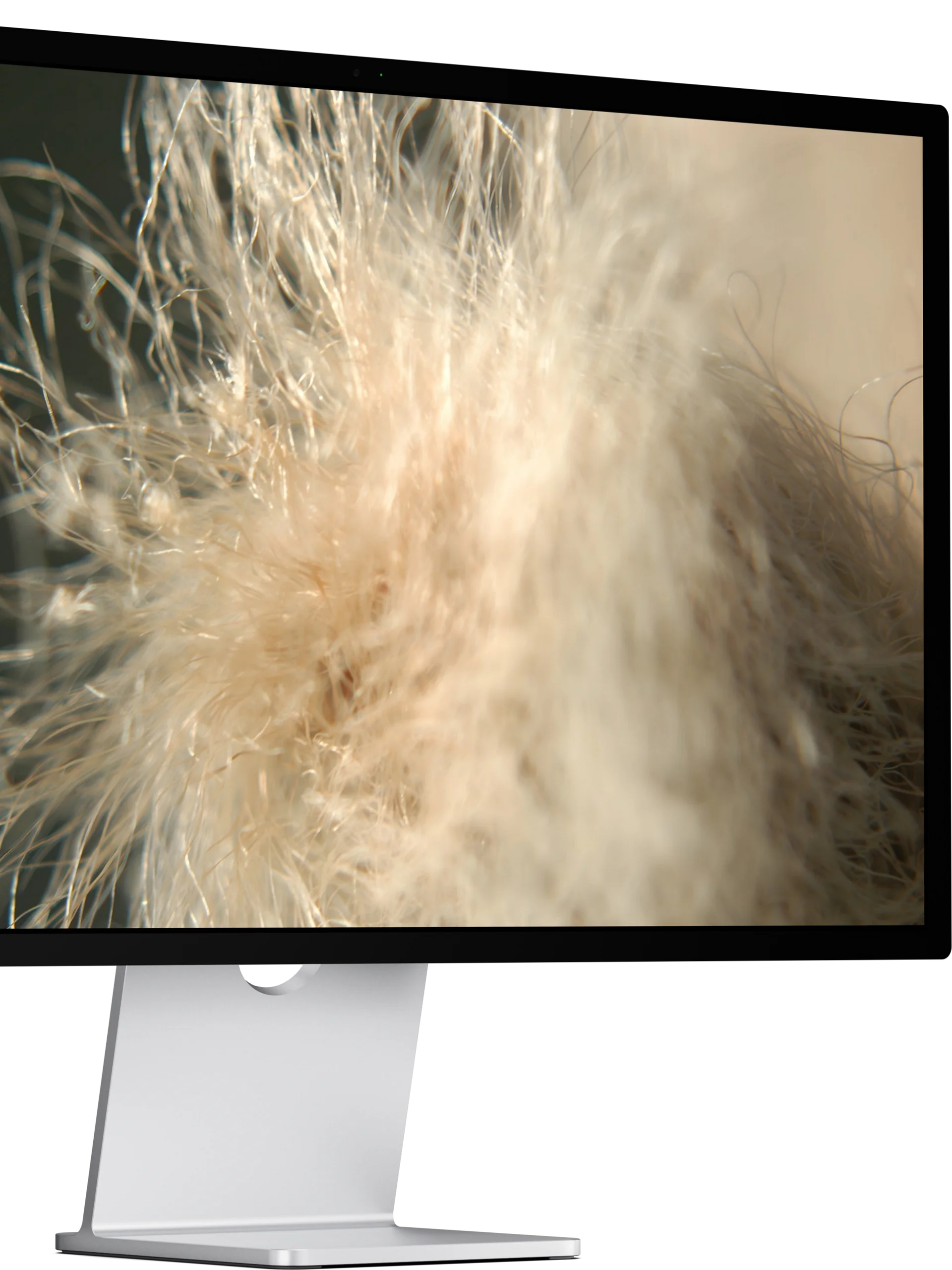 fluff — desktop wallpaper | from "holding" | eza product image (1)
