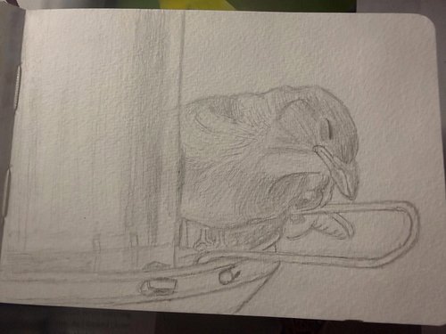 Sketches I did today during my stream….cant wait to do more it was so much fun…#birds #birdsketches #traditional #animals