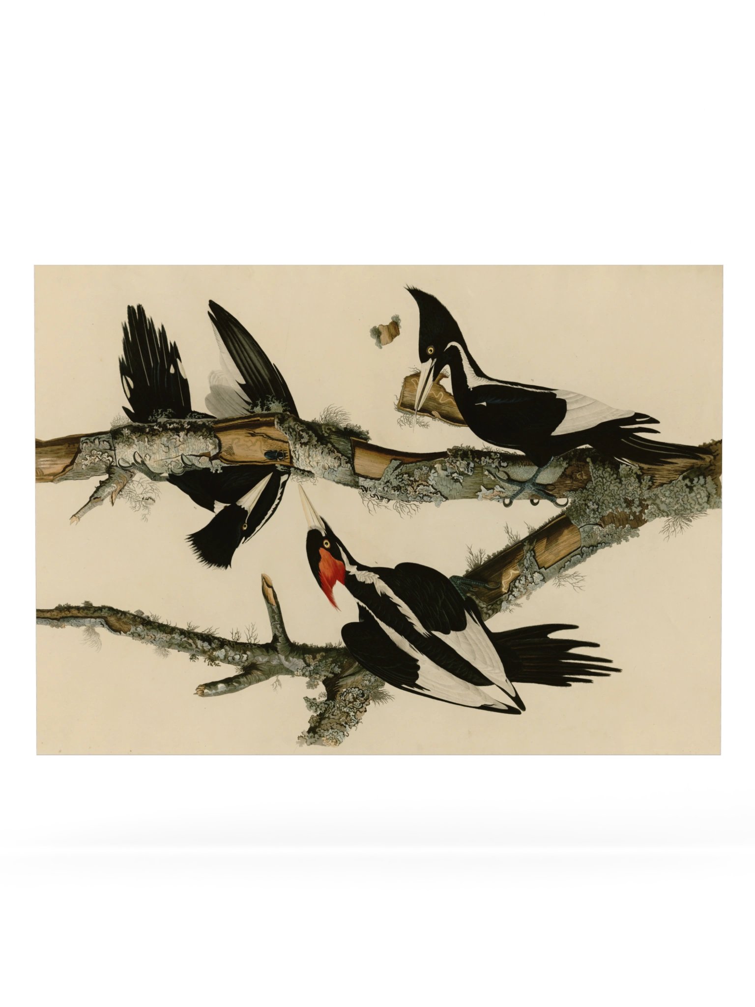 Ivory-billed Woodpecker, Plate 66 – Audubon Poster product image (6)