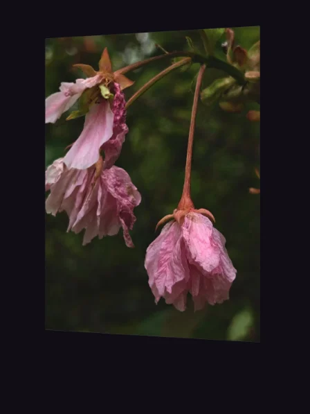 wilted cherry — phone wallpaper | from "holding" | eza product image (3)