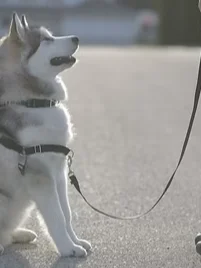 Advanced Sessions Package product image (1)
